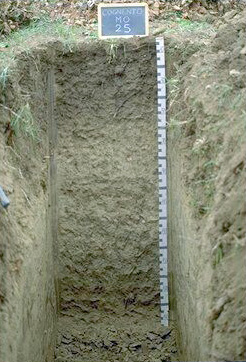 Immagine del profilo