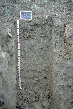 Immagine del profilo