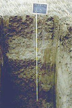 Immagine del profilo