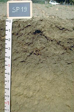 Immagine del profilo