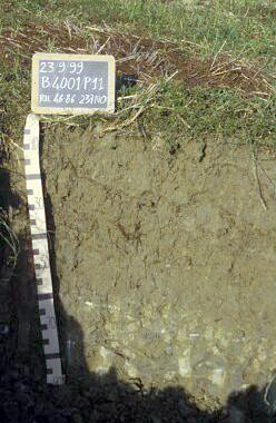Immagine del profilo