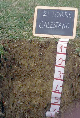 Immagine del profilo