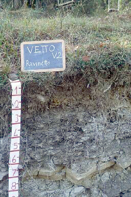 Immagine del profilo