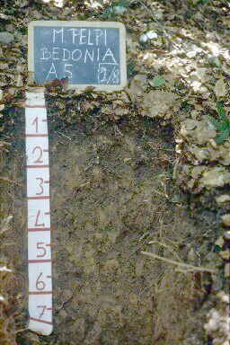 Immagine del profilo