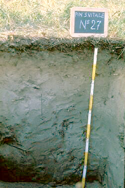 Immagine del profilo