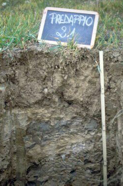 Immagine del profilo