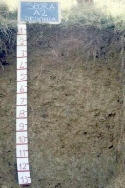 Immagine del profilo