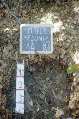 Immagine del profilo