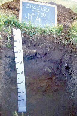 Immagine del profilo